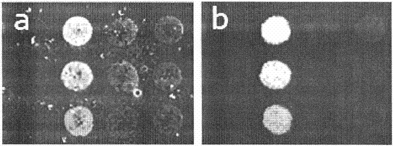 Laser confocal oblique incidence ellipsometry high-throughput biomolecular reaction imaging detection device