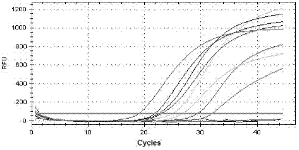 Primer, fluorescence probe and kit for quantitative detection of streptococcus pneumonia nucleic acid and detection method of streptococcus pneumonia nucleic acid