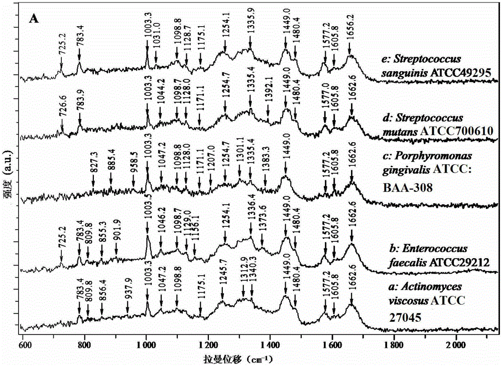 Cell carrier chip and method for rapidly identifying or sorting single cells using it