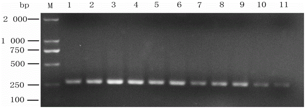 Phyllachora dalbergiicola molecular detection primer and fast detecting method for dalbergia odorifera