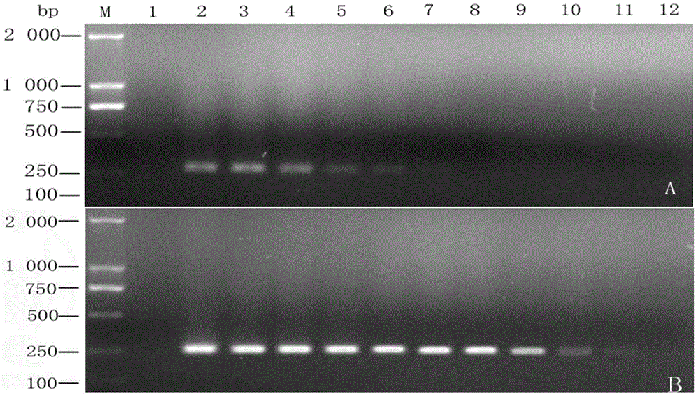 Phyllachora dalbergiicola molecular detection primer and fast detecting method for dalbergia odorifera