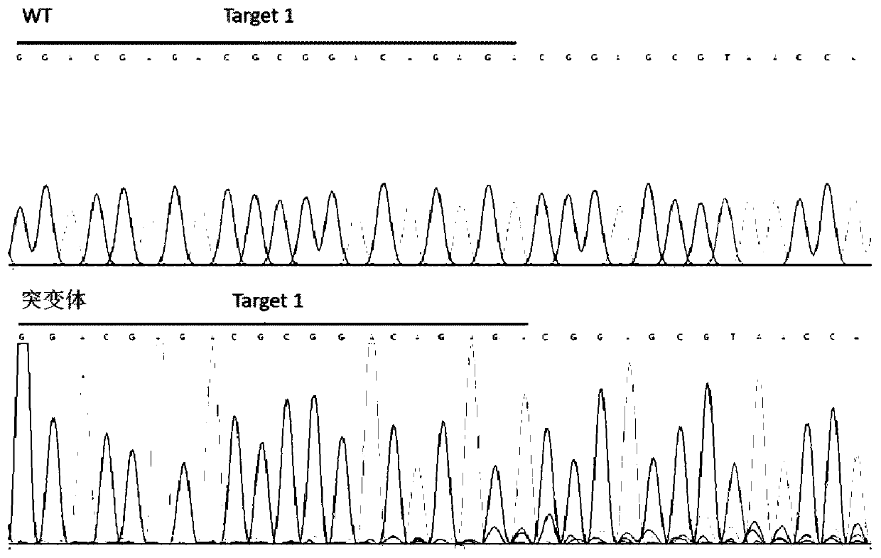 Dual-gRNA site amh gene knockout method in pelteobagrus fulvidraco and application