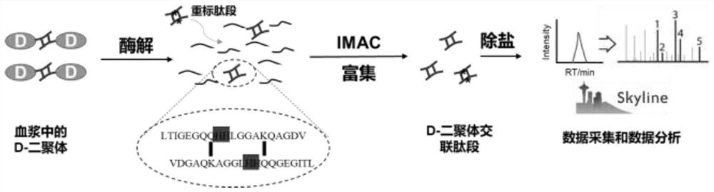 Method for realizing quantification of D-dimer in plasma based on immobilized metal ion affinity chromatography enrichment