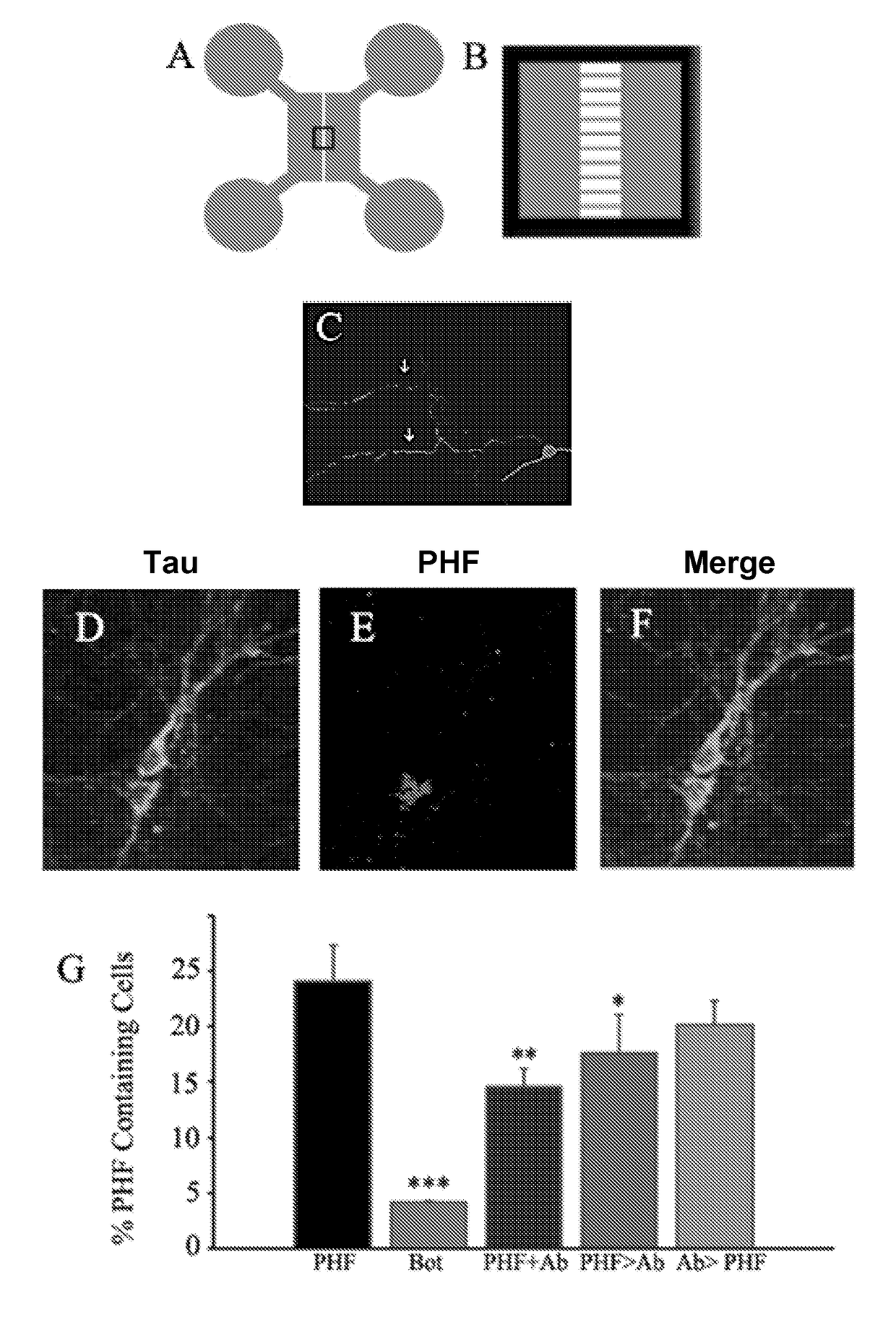 Antibody-Based Molecules Selective for the {P}Ser404 Epitope of Tau and Their Uses in the Diagnosis and Treatment of Tauopathy