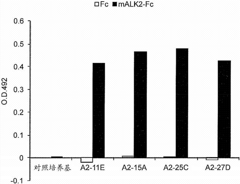 Anti-alk2 antibody