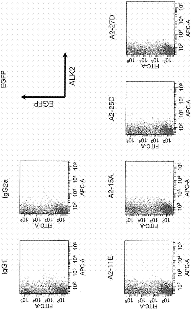 Anti-alk2 antibody