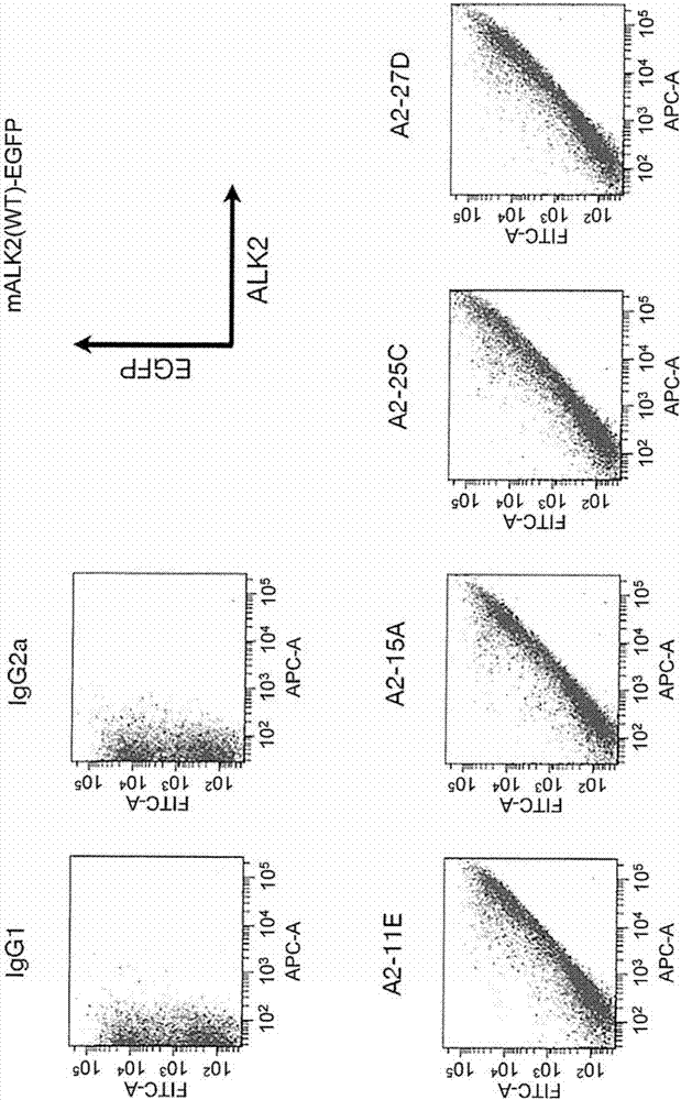 Anti-alk2 antibody