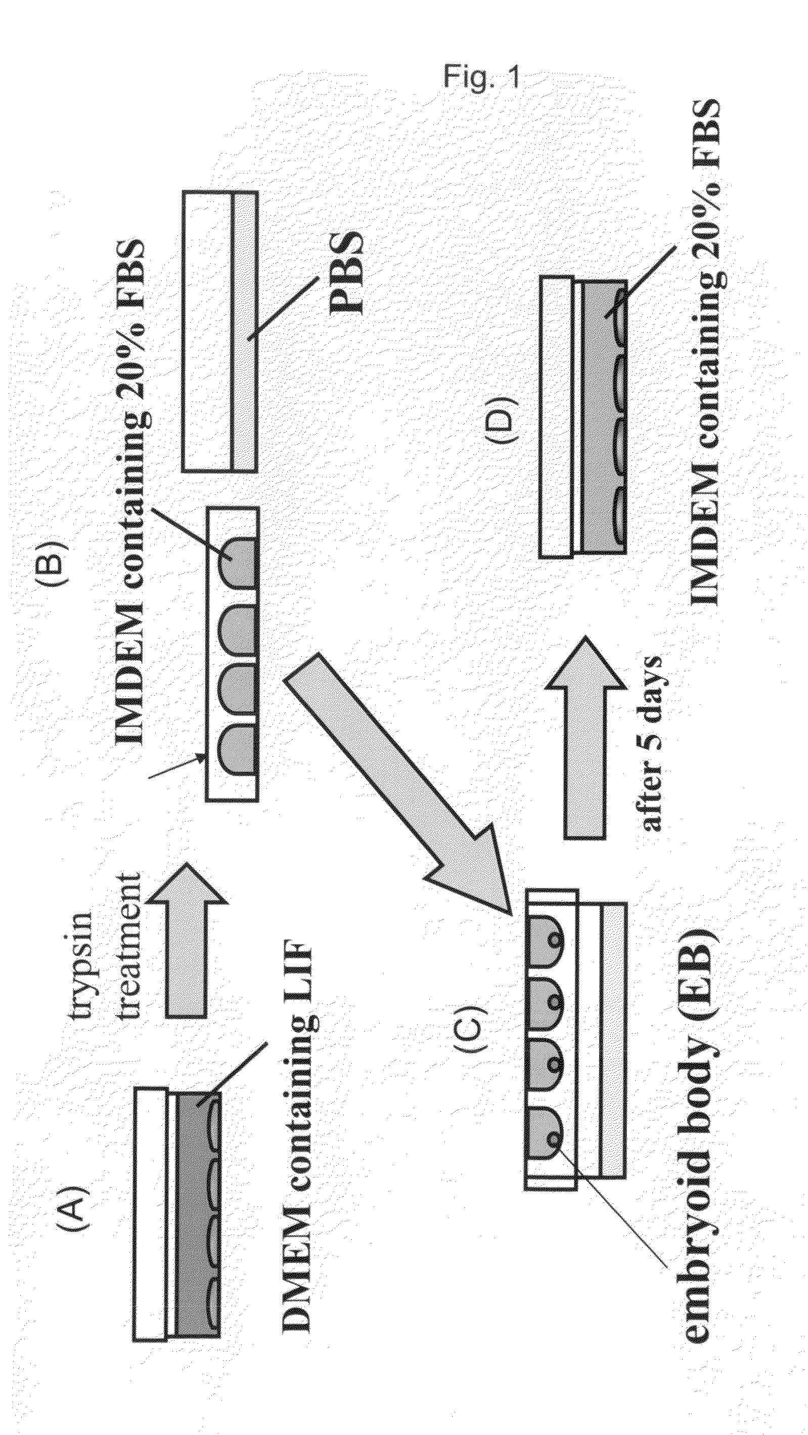 Method for Preparation of Hepatocyte Using Es Cell