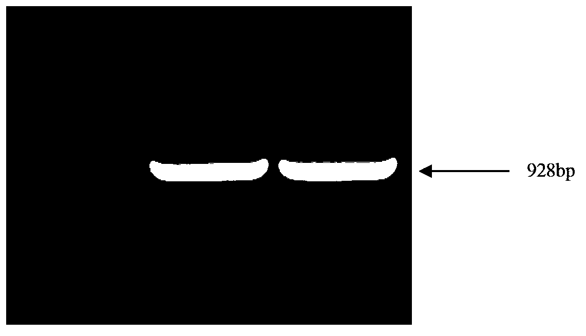 Potato pin II gene promoter and application thereof