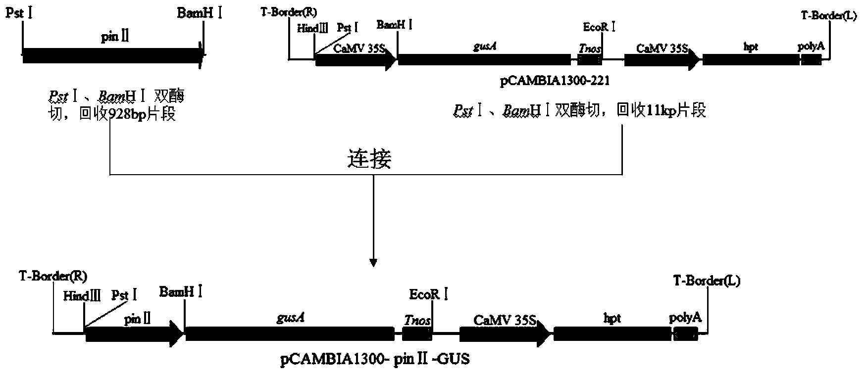 Potato pin II gene promoter and application thereof