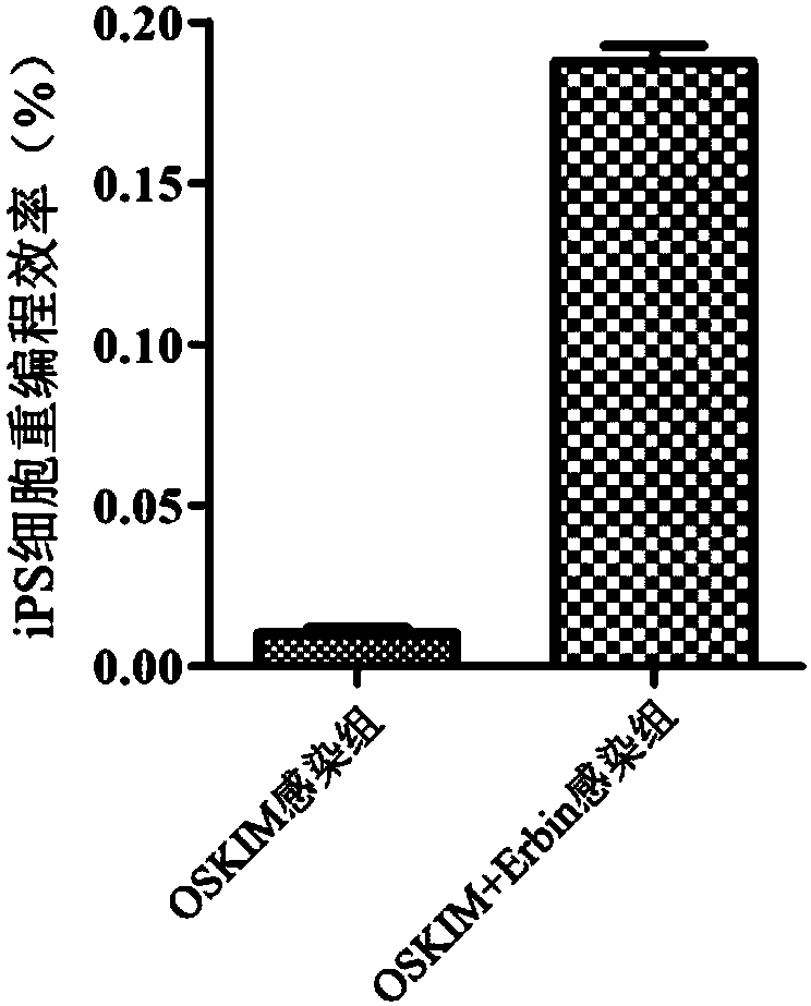 Induced pluripotent stem cell, and preparation method and application thereof
