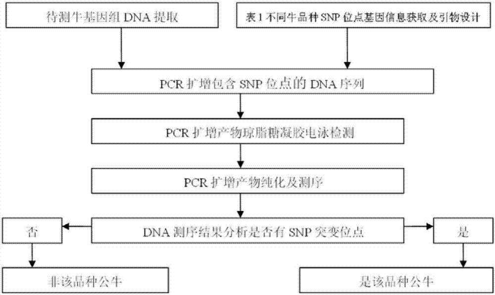 Method for identifying bull breeds with genetic markers of mononucleotides of Y chromosomes of Bos taurus