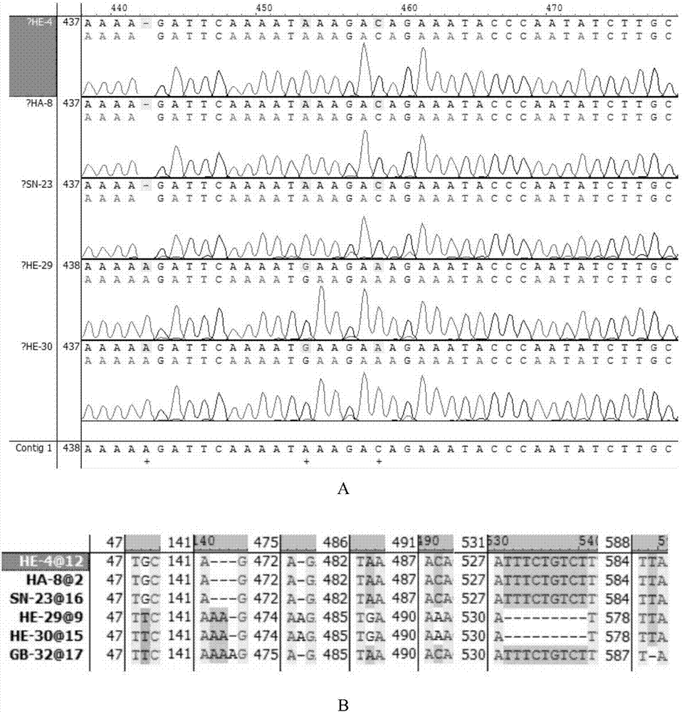 DNA bar code for discriminating aegilops tauschii and aegilops cylindrica and application thereof