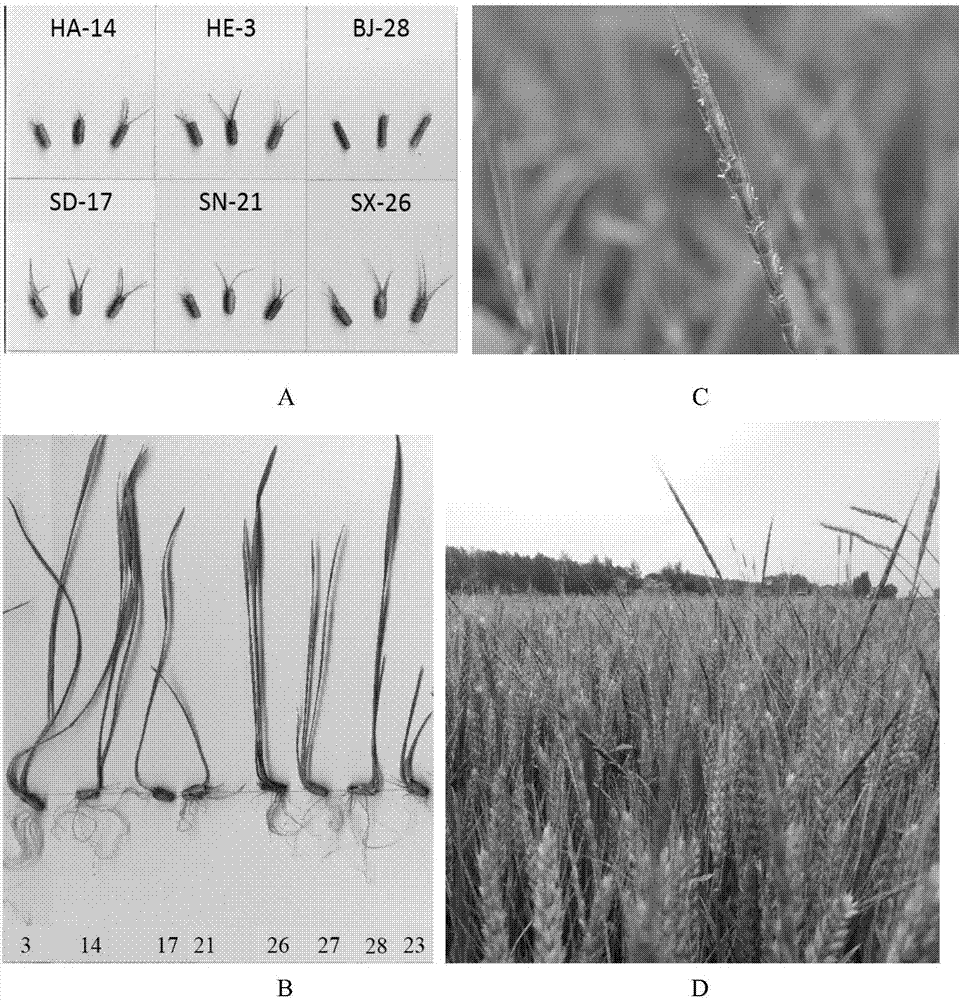 DNA bar code for discriminating aegilops tauschii and aegilops cylindrica and application thereof