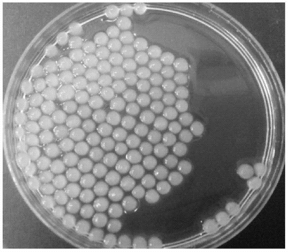 A kind of cellulose/chitosan composite bead and its preparation method and application