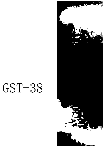 Anti-GST tag protein nano antibody and application thereof
