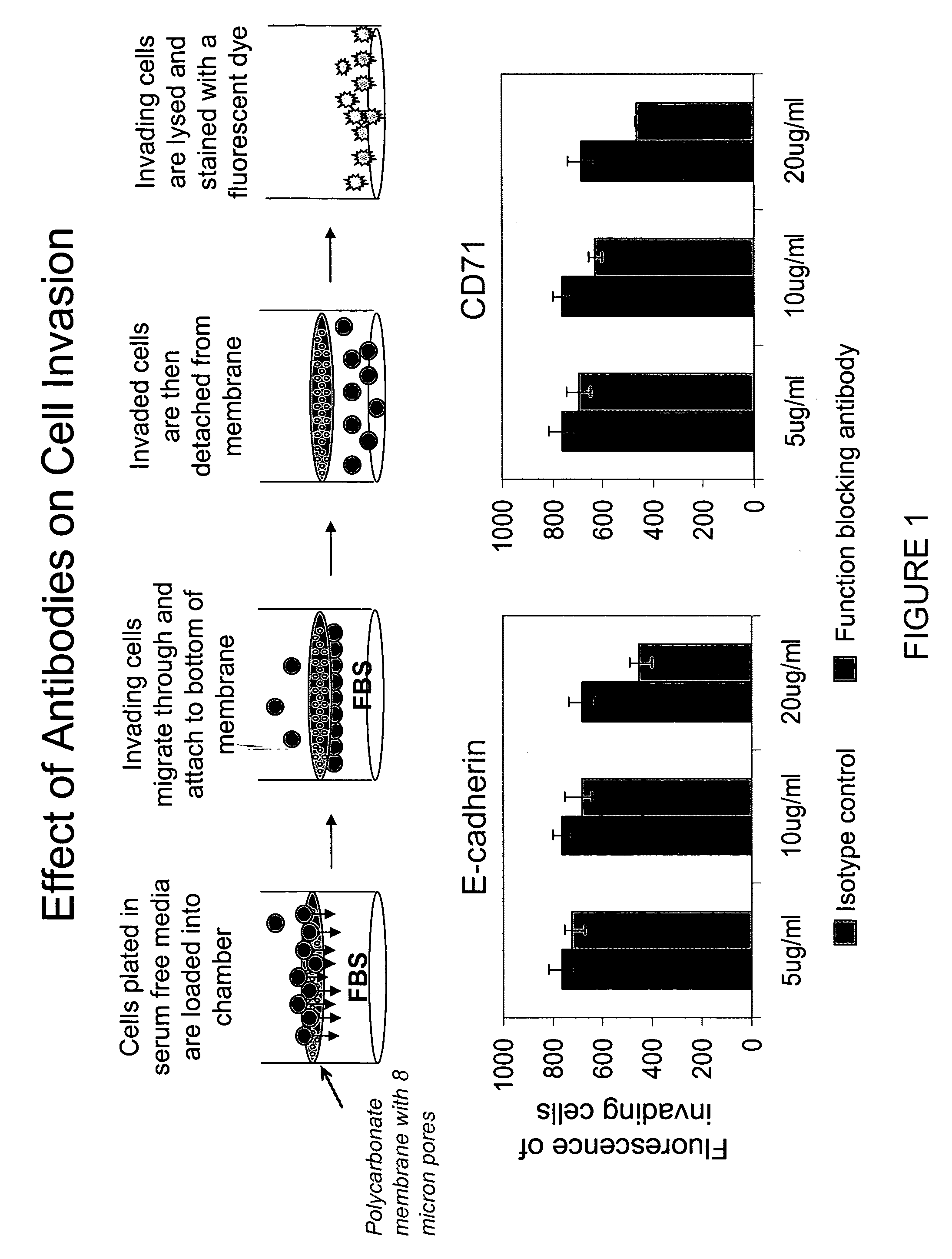 Method and compositions for treating diseases targeting CD71