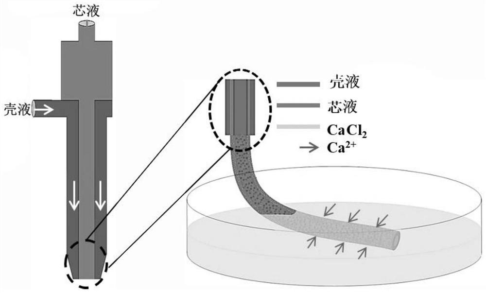 Tumor angiogenesis model and its preparation method and application