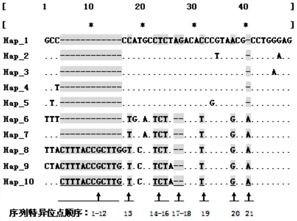 Method for rapidly identifying coelomactra antiquate colony by rDNA ITS2 (recombinant Deoxyribose Nucleic Acid Internal Transcribed Spacer) sequence tag