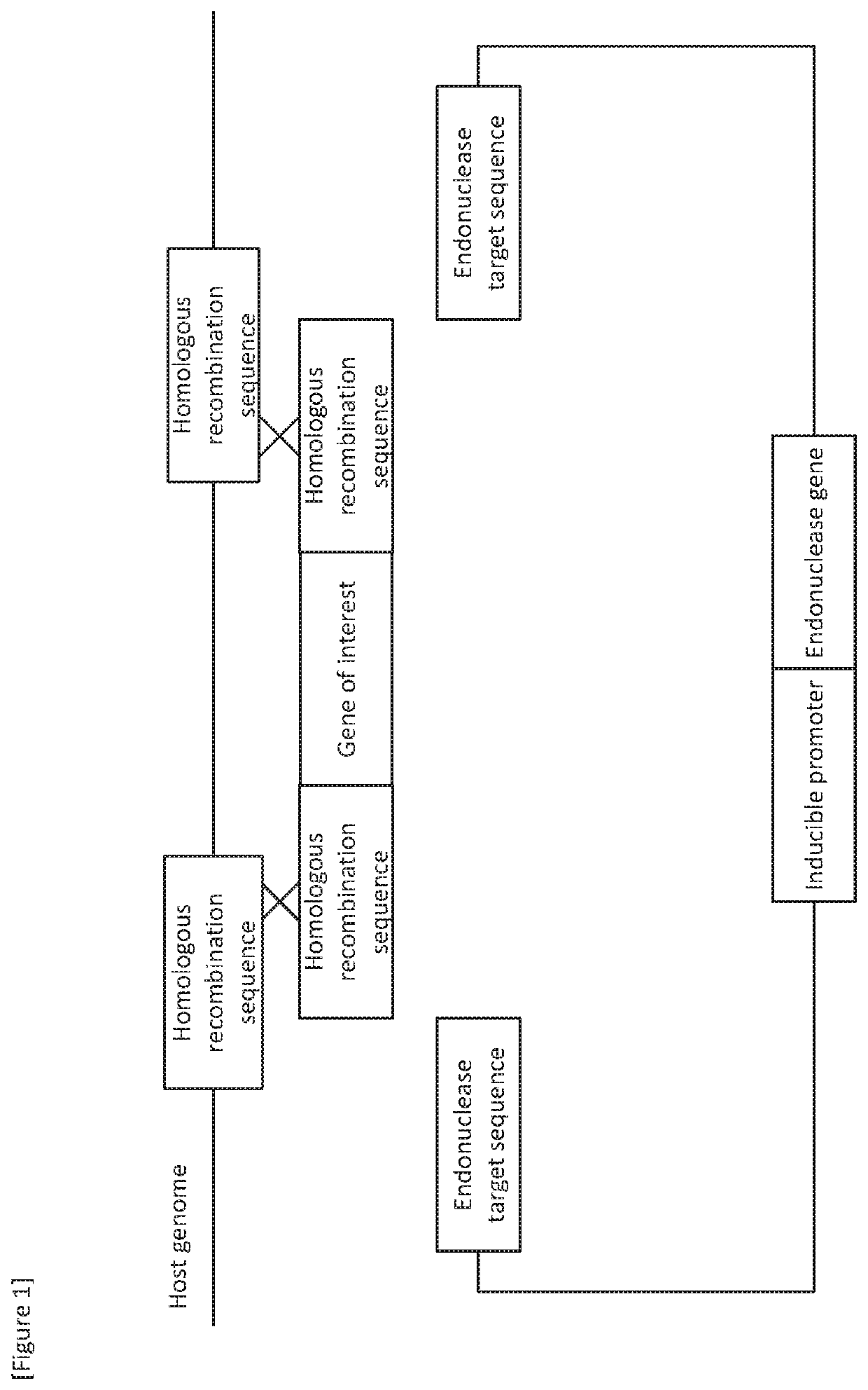 Helper plasmid for transformation, method for producing transformant using the same, and transformation method