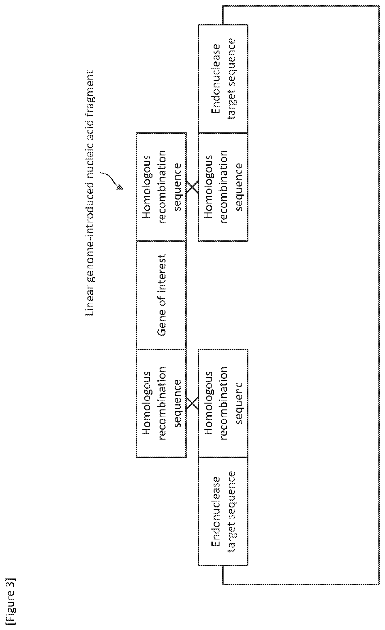 Helper plasmid for transformation, method for producing transformant using the same, and transformation method