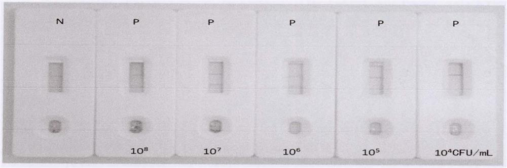 Rapid immunoassay test strip for phytophthora infestans and application thereof