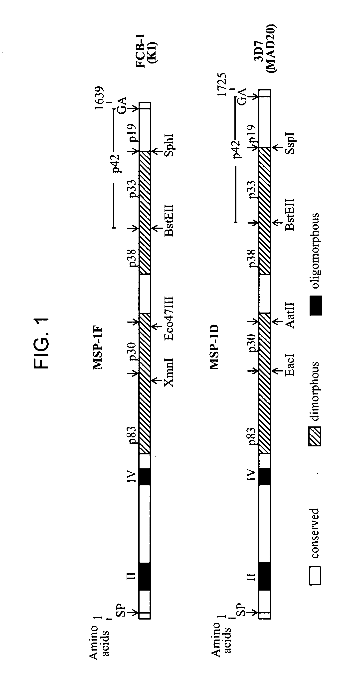 Recombinant mva strains as potential vaccines against p. falciparum malaria