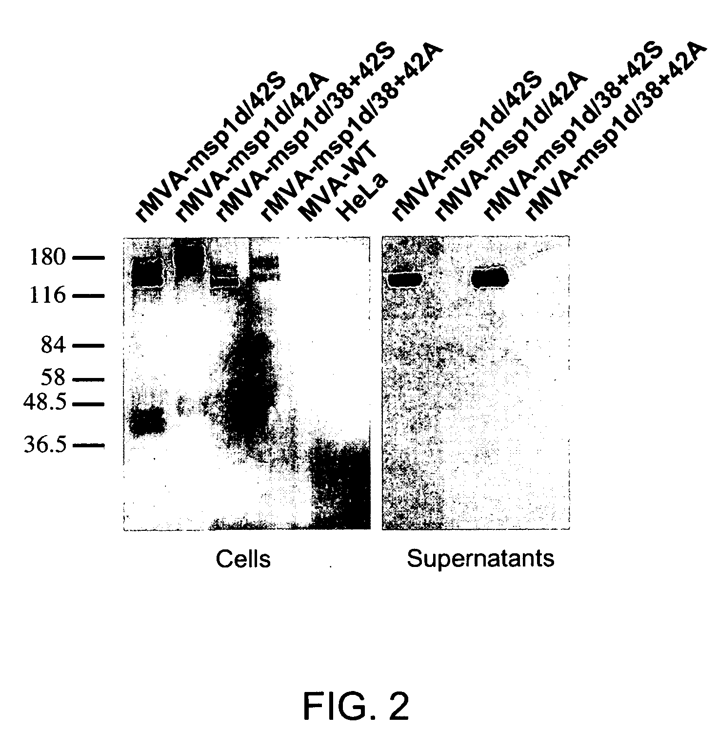 Recombinant mva strains as potential vaccines against p. falciparum malaria