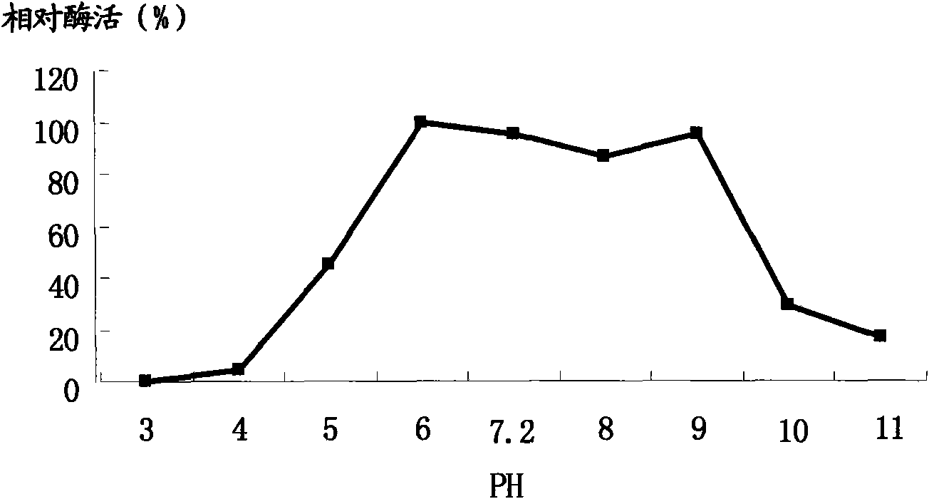 Method for preparing alpha-amylase by high-temperature laceyella sacchari RHA1 virus strain and purification method thereof