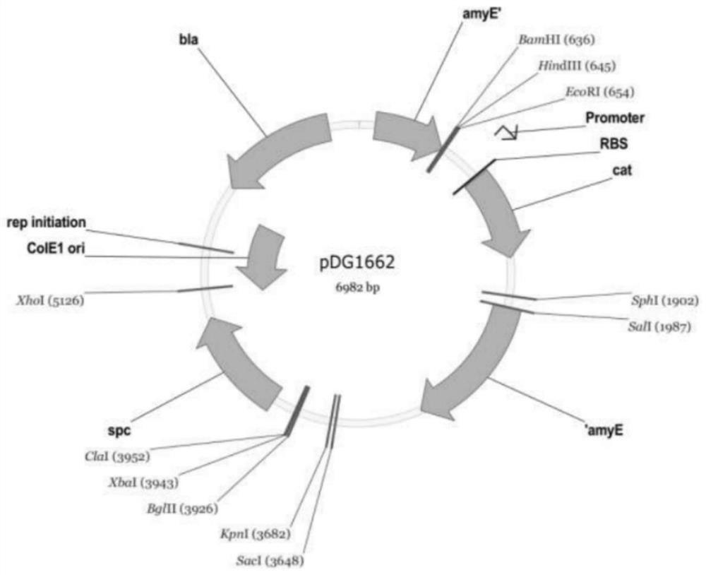 Bacillus Subtilis Strain For High Yield Of Psicose Epimerase And 