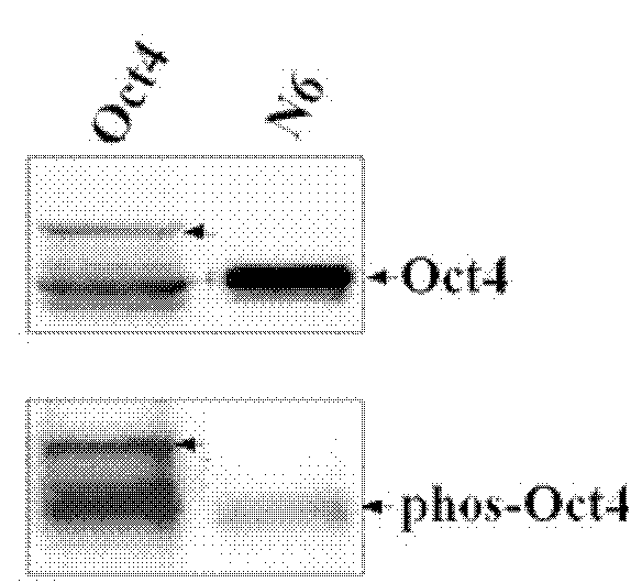 Anti-phosphorylation Oct4 protein antibody and its application