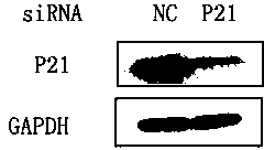 SiRNA (Ribonucleic Acid) for specifically inhibiting p21 gene expression and application thereof