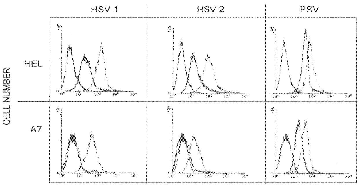 Compositions and methods for identifying and testing therapeutics against HSV infection