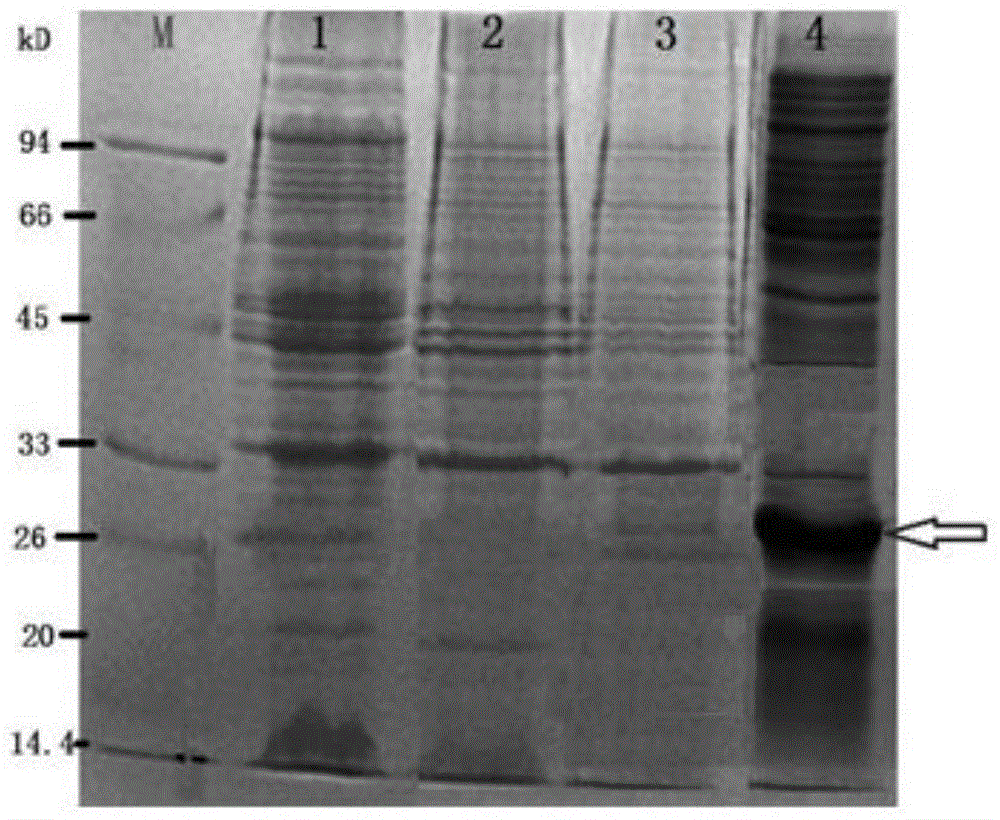 Antimicrobial peptide AP-57 as well as preparation method and application method thereof
