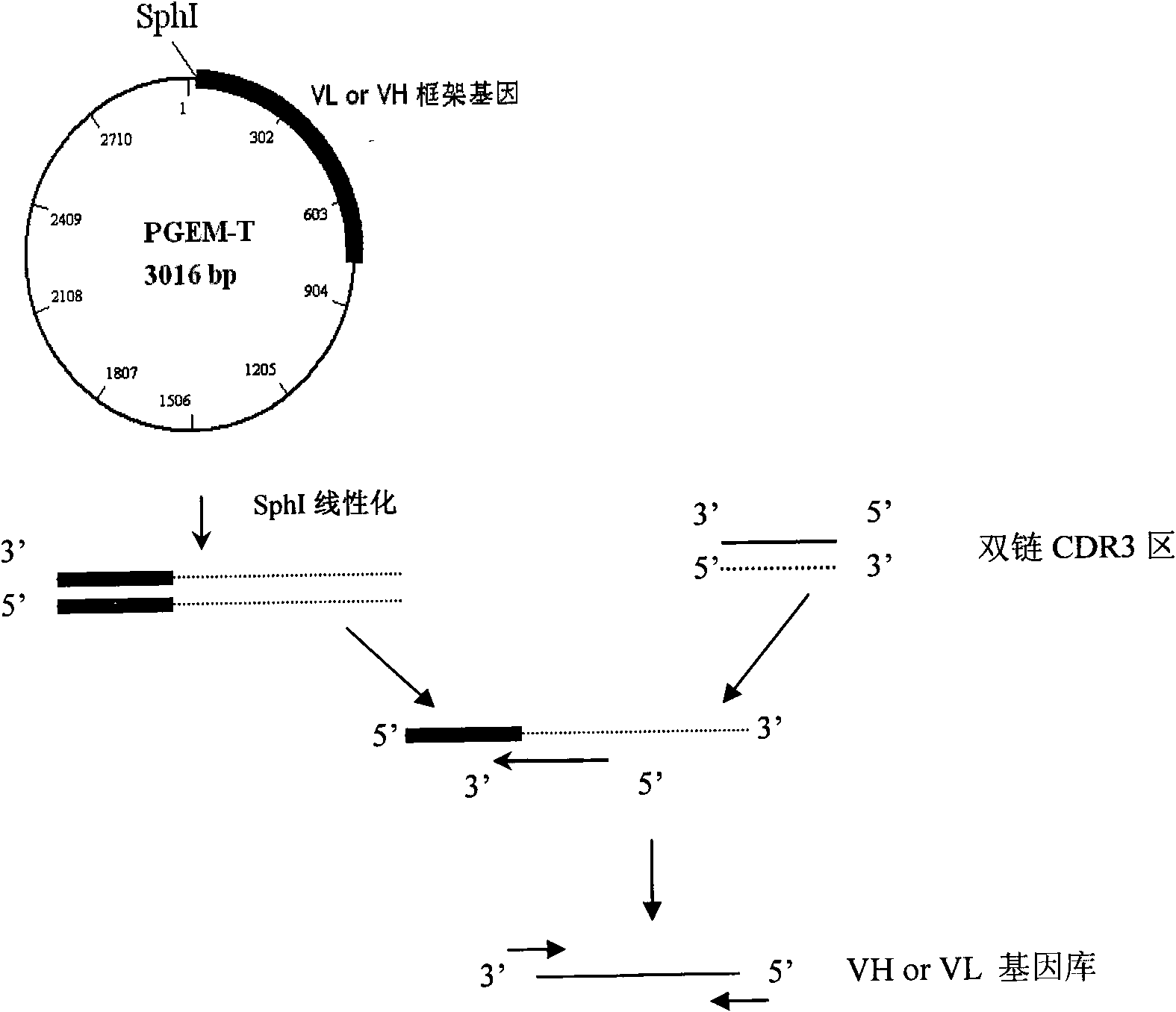 Method for connecting DNA molecule fragment with carrier and application thereof in construction of high-capacity antibody library