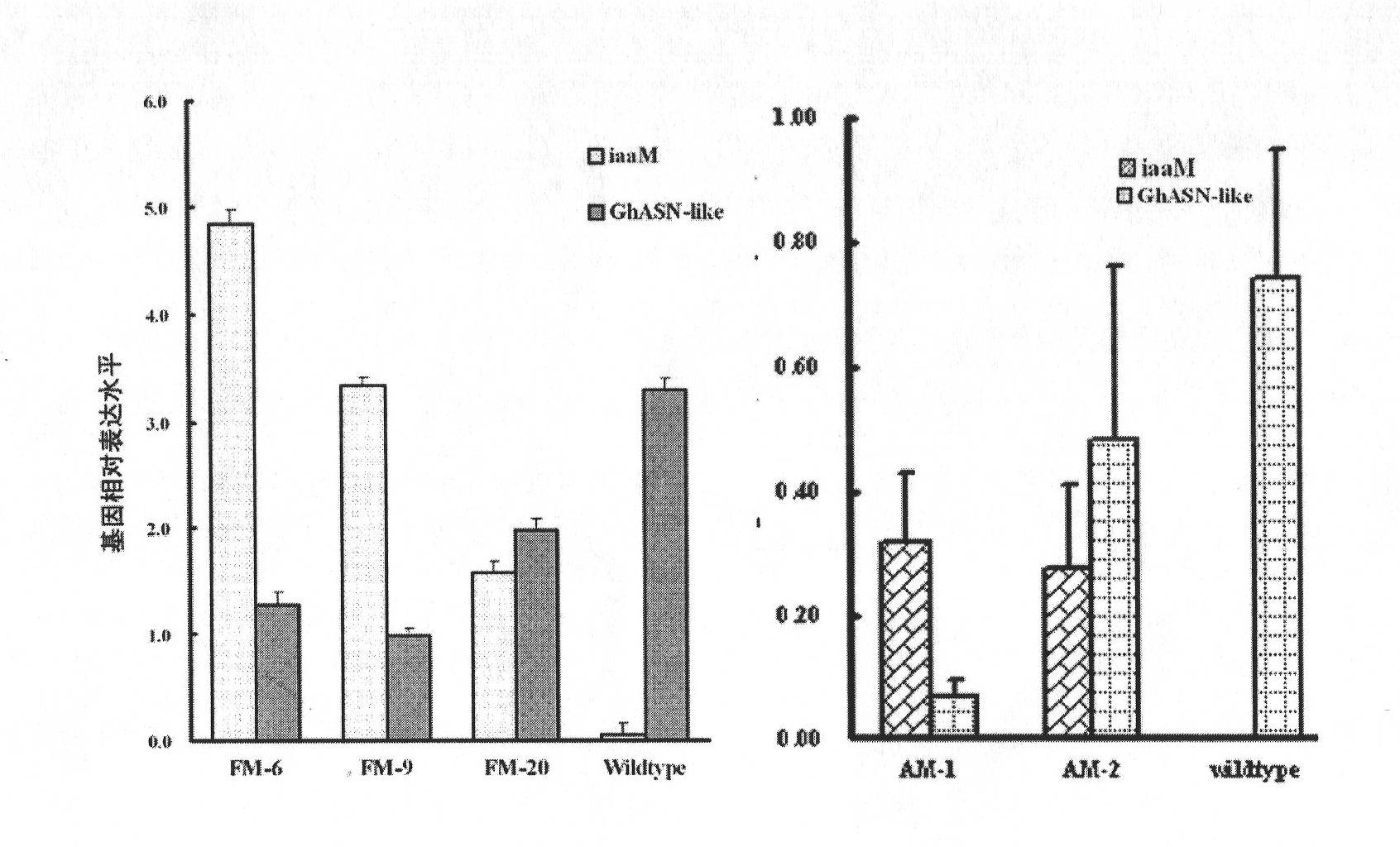 GhASN-like gene, expression vector and its application in raising cotton output