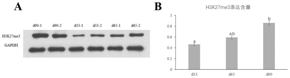 Methods and uses for promoting skeletal muscle development