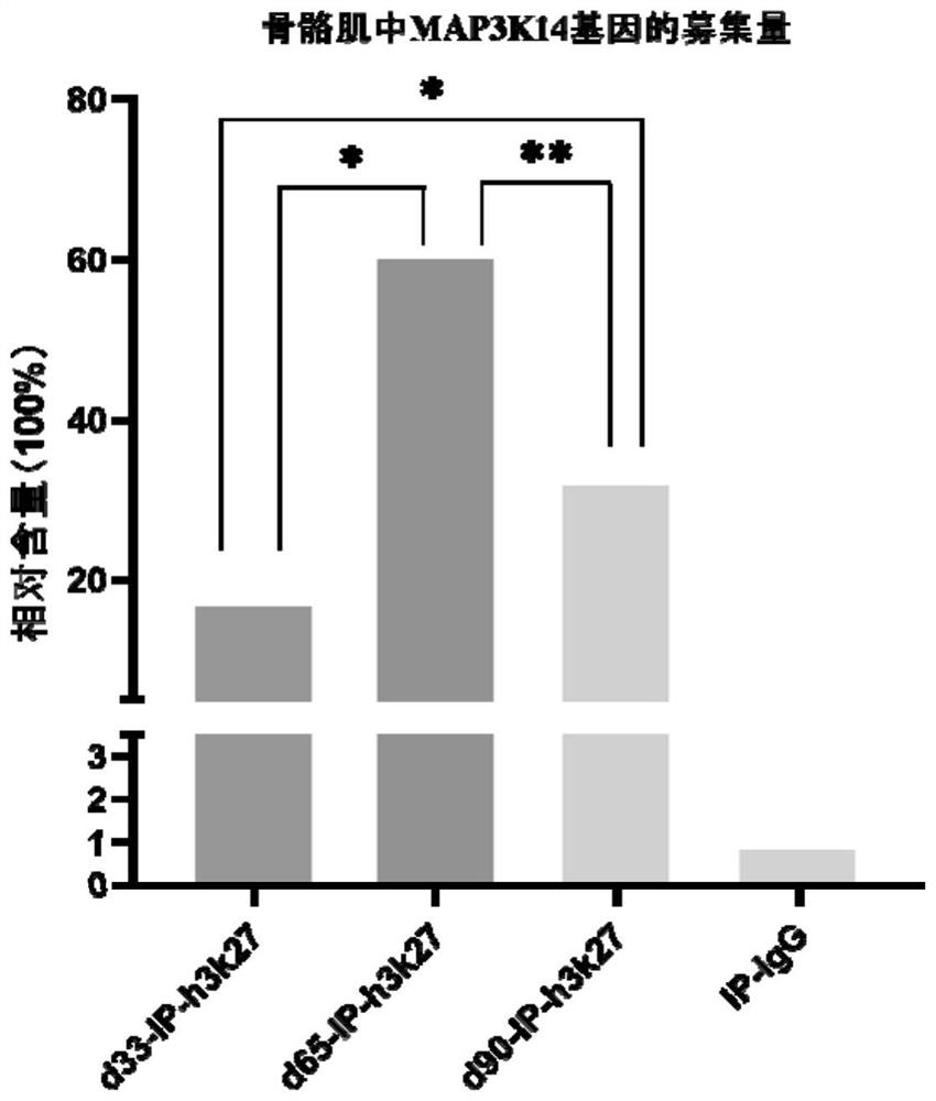 Methods and uses for promoting skeletal muscle development