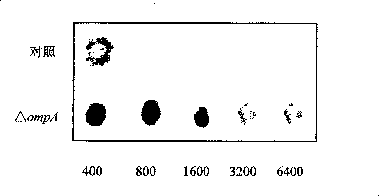 Application of colon bacillus OmpA as animal immunity regulator