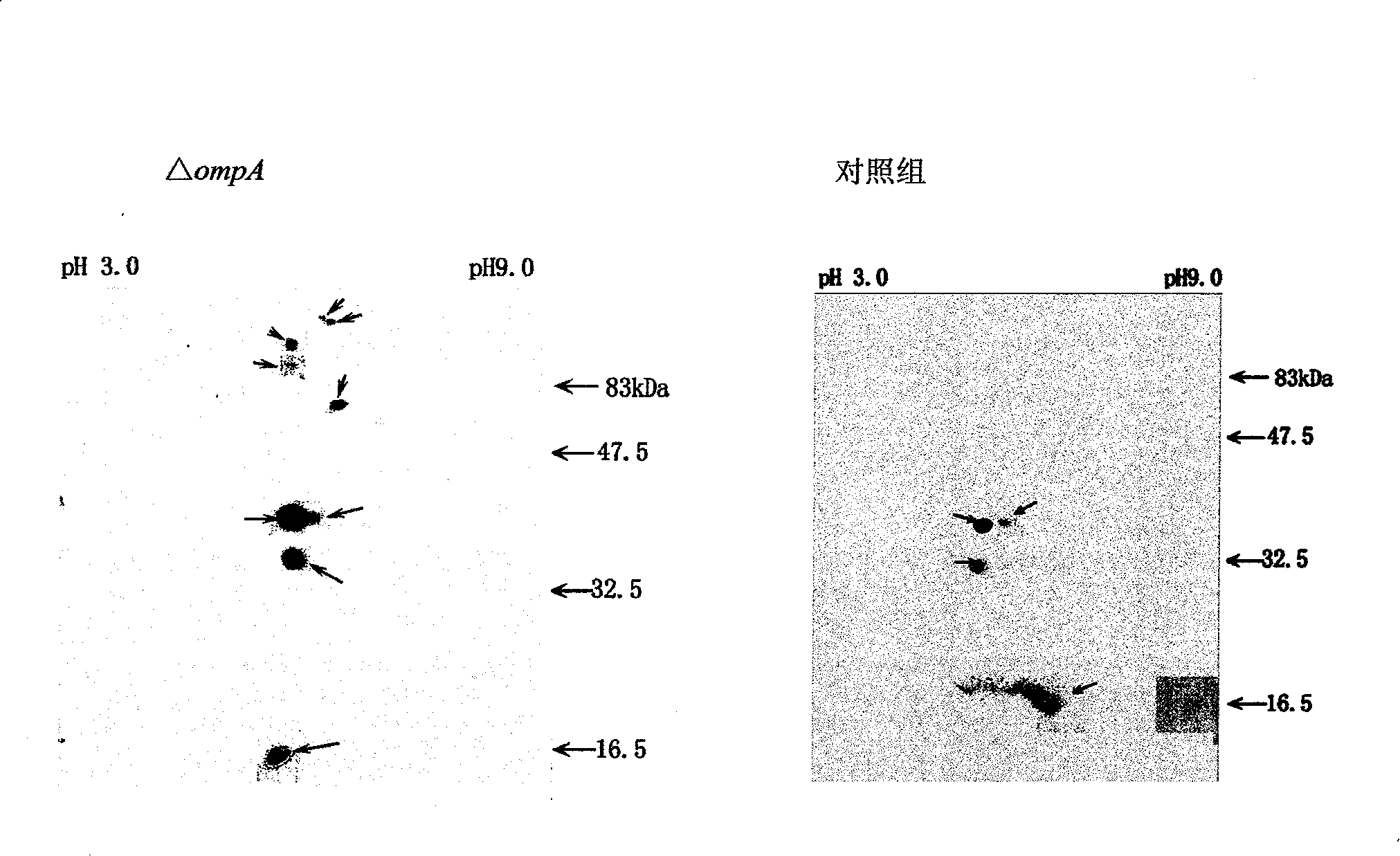 Application of colon bacillus OmpA as animal immunity regulator