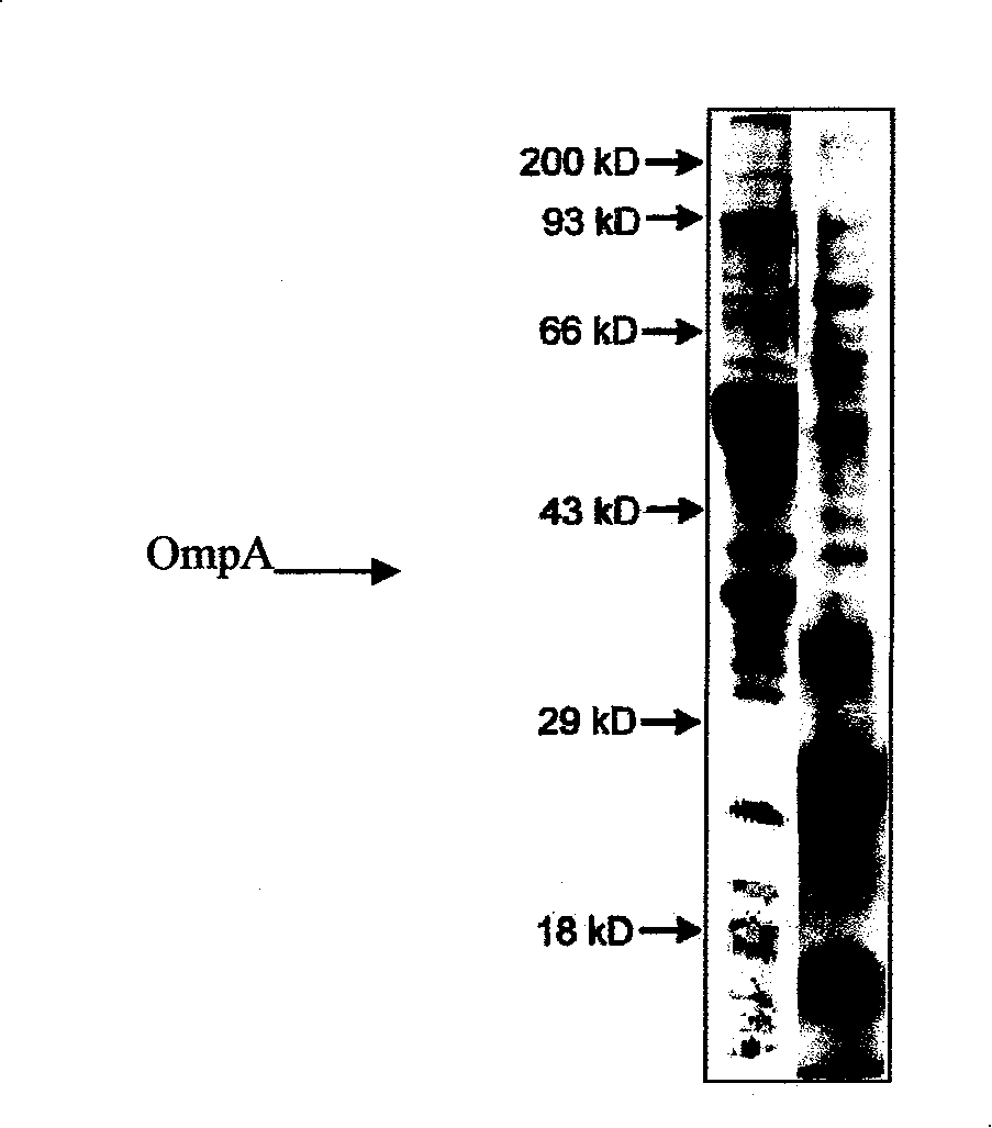 Application of colon bacillus OmpA as animal immunity regulator