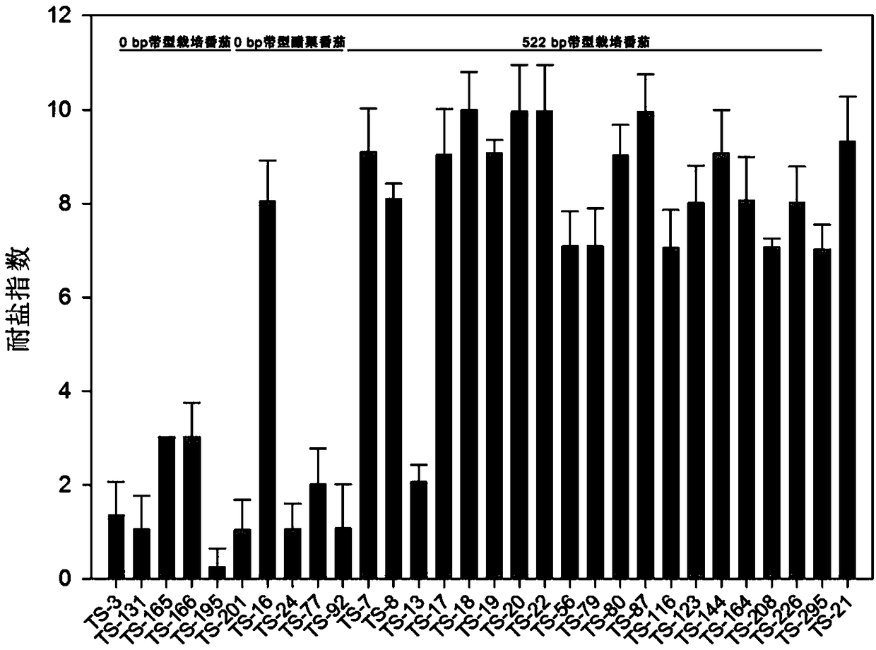 Molecular marker closely linked to salt tolerance of tomato and application thereof