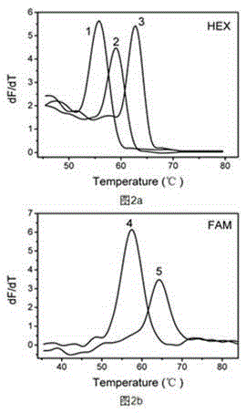 Melting curve analysis based oral pathogen multiple PCR (polymerase chain reaction) detection method