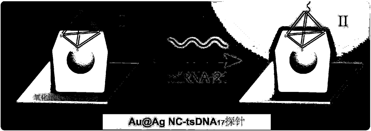 Construction method and application of single-particle biological probe