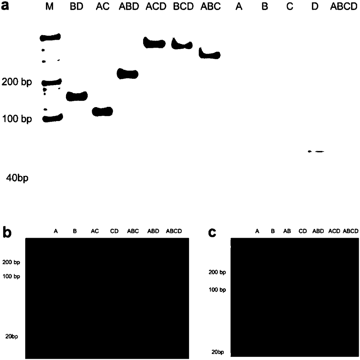 Construction method and application of single-particle biological probe