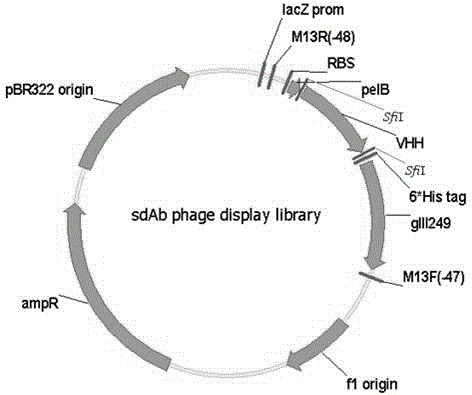 Anti-CD3 single-domain antibody