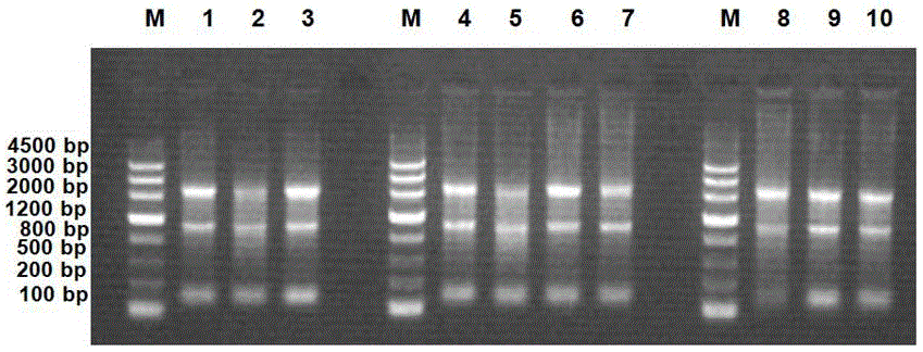 Anti-CD3 single-domain antibody