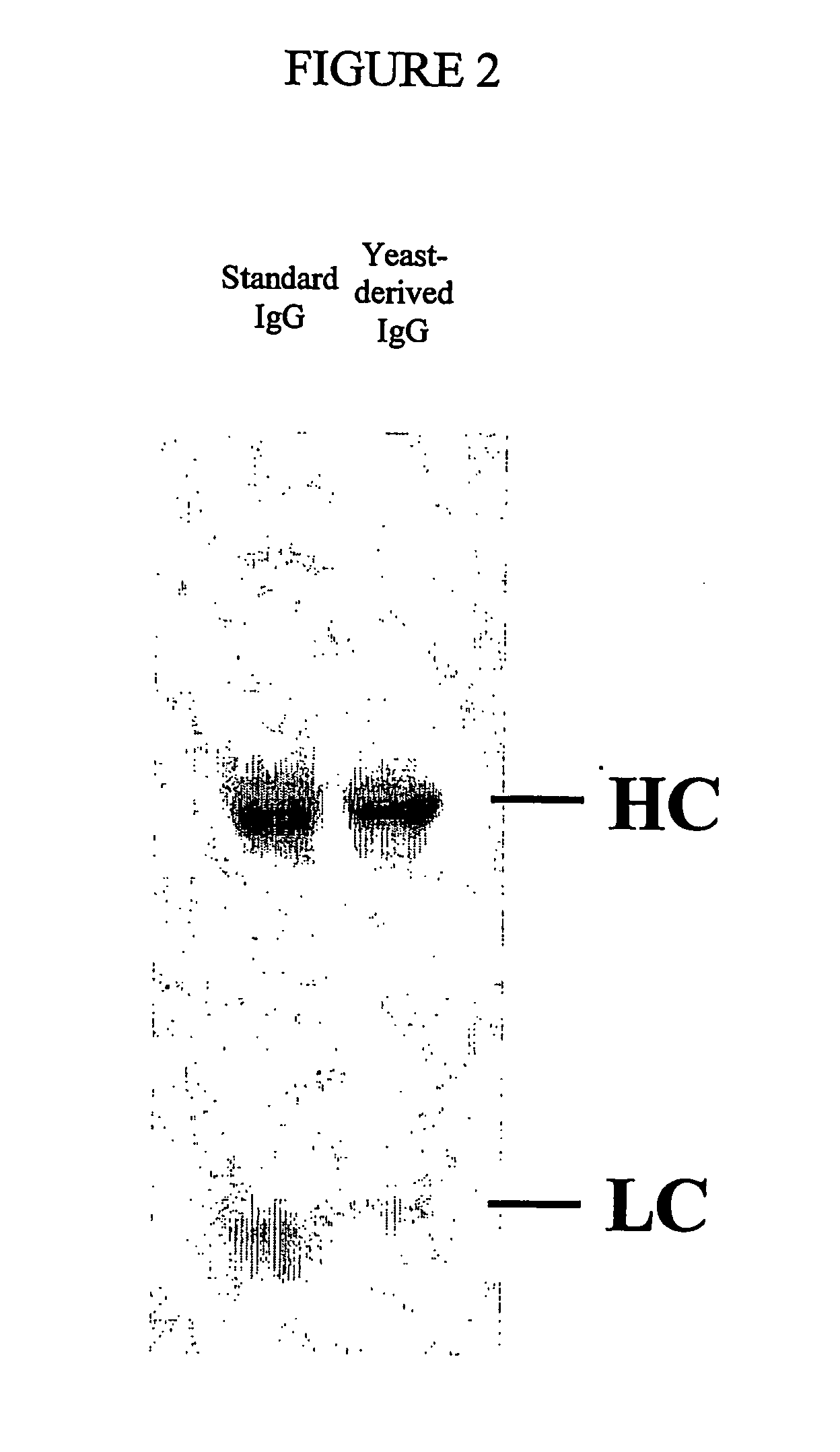Methods of Synthesizing Heteromultimeric Polypeptides in Yeast Using a Haploid Mating Strategy