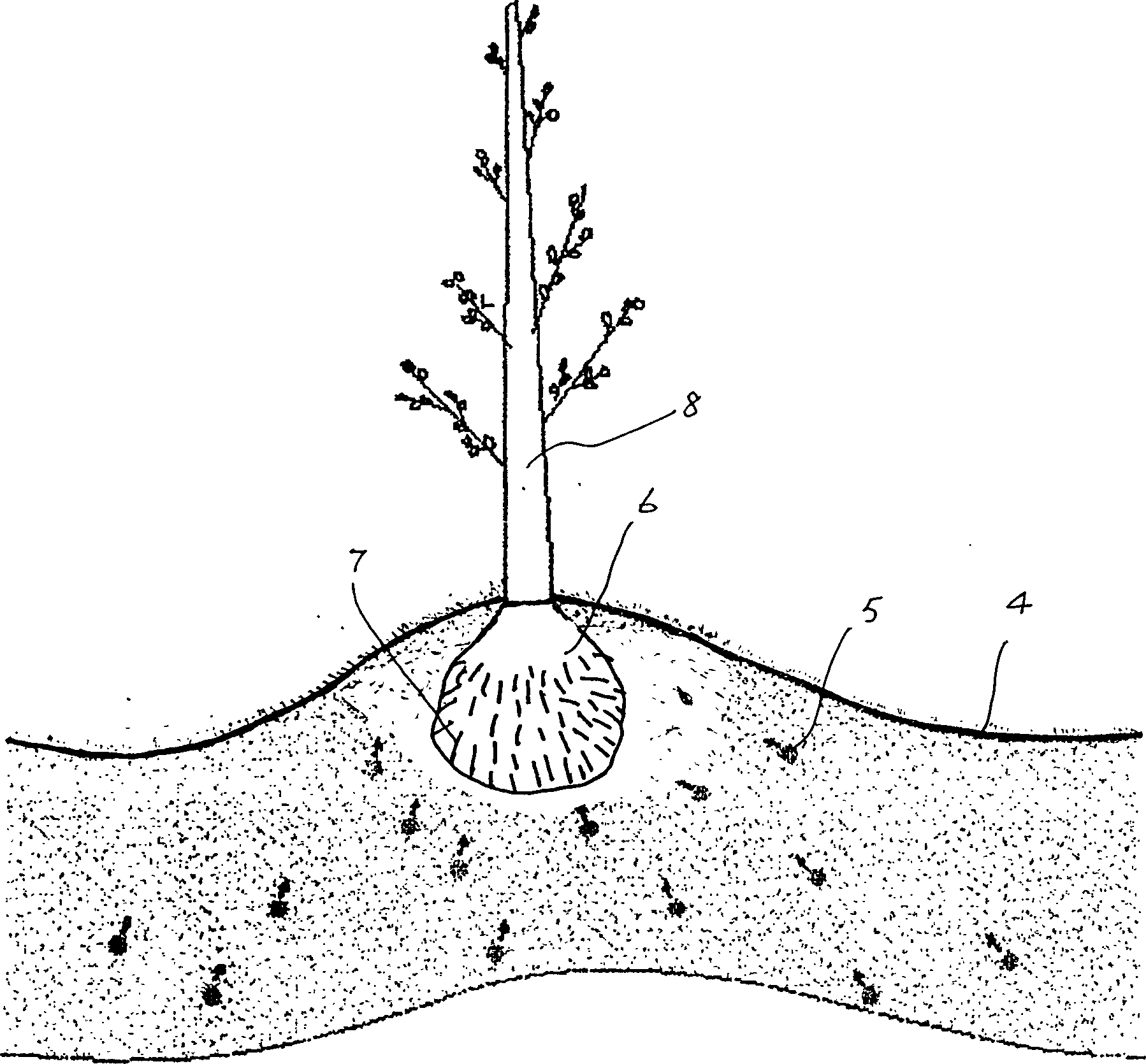 Method for sand-fixing, water preserving, planting grass and tree afforestation desert