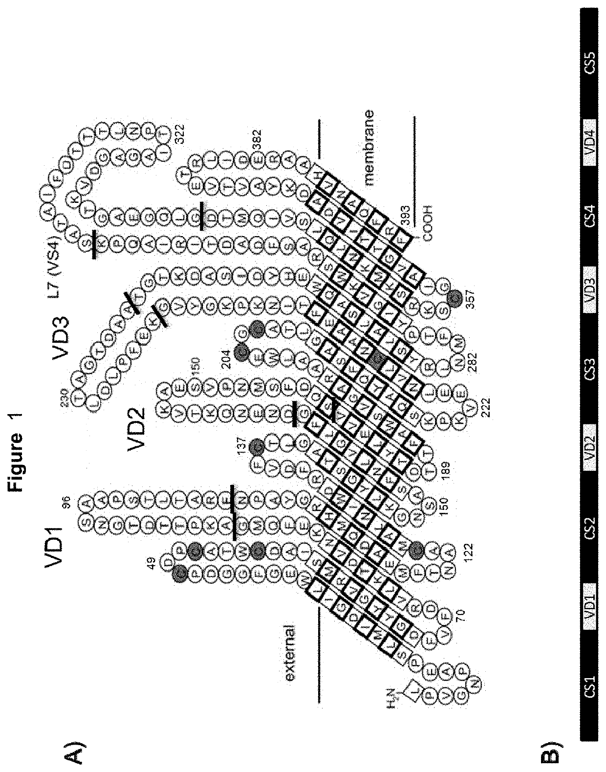 Vaccines against <i>Chlamydia </i>sp